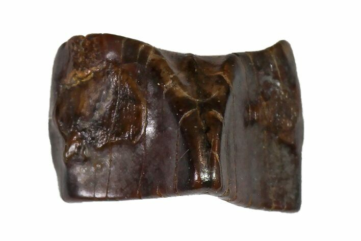 Fossil Hadrosaur (Edmontosaurus) Shed Tooth- Montana #110994